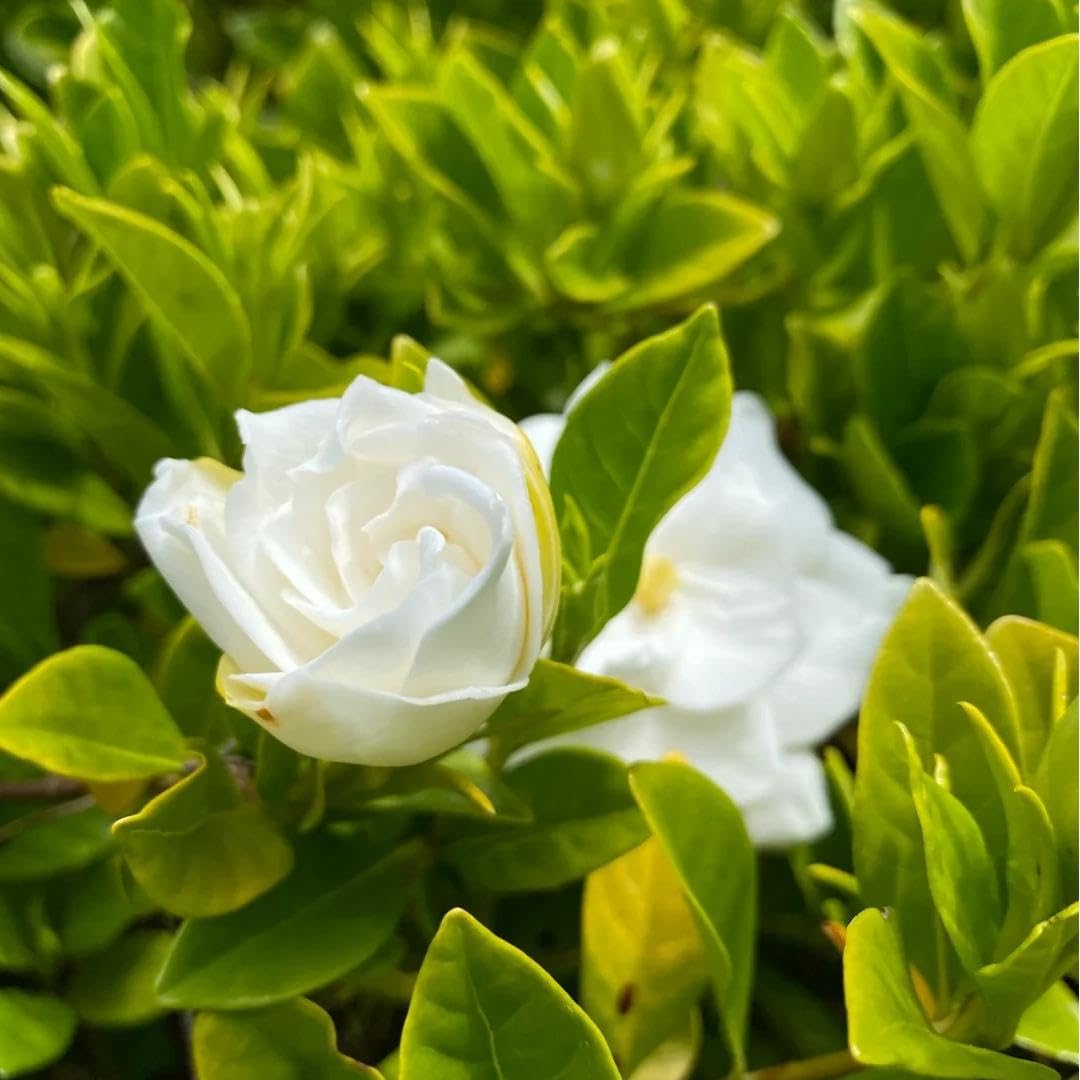 200 Gardenia Seeds Non-GMO Evergreen Fragrant White Blooms K19469
