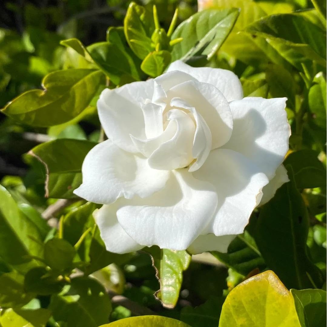 200 Gardenia Seeds Non-GMO Evergreen Fragrant White Blooms K19469