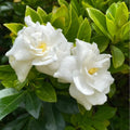 200 Gardenia Seeds Non-GMO Evergreen Fragrant White Blooms K19469