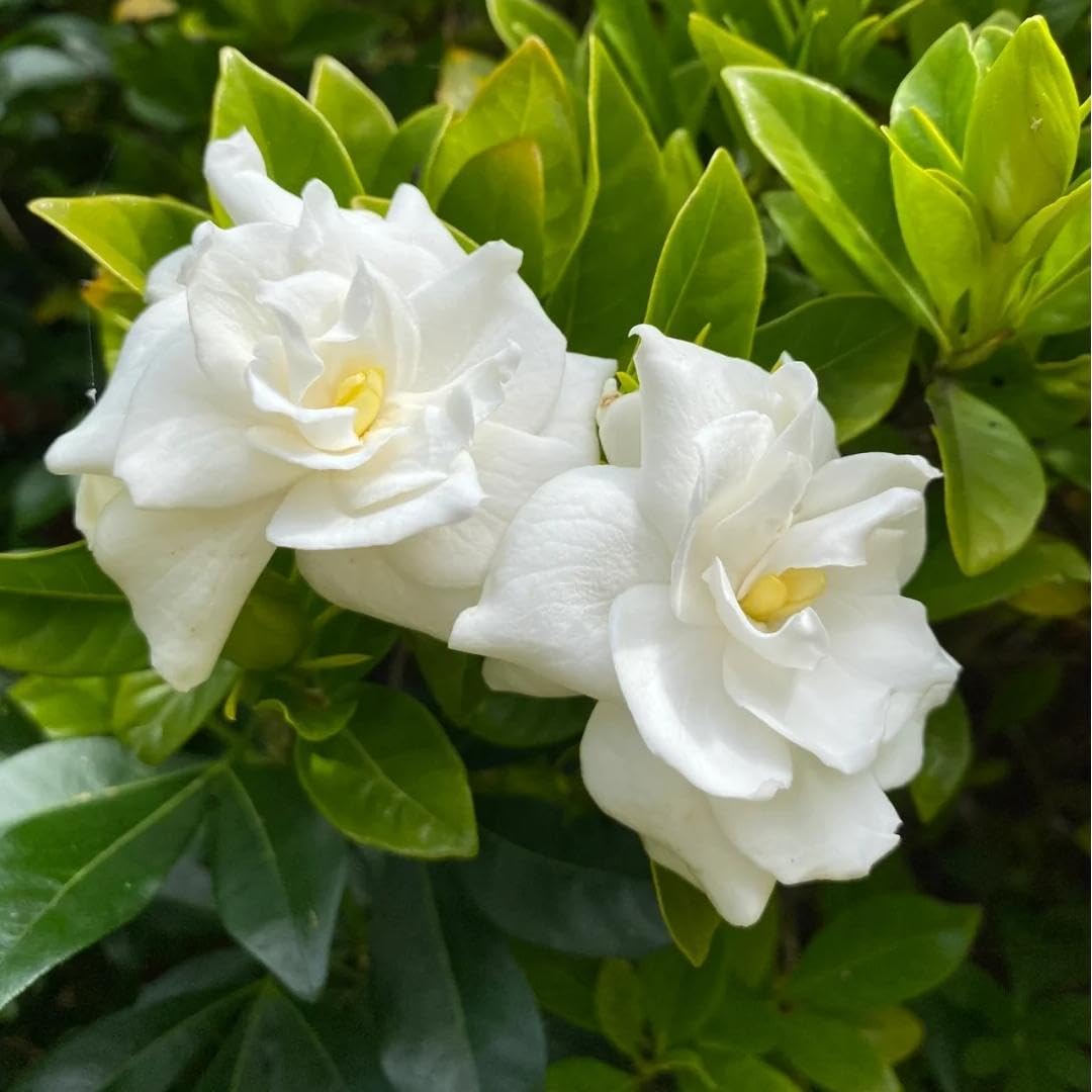 200 Gardenia Seeds Non-GMO Evergreen Fragrant White Blooms K19469