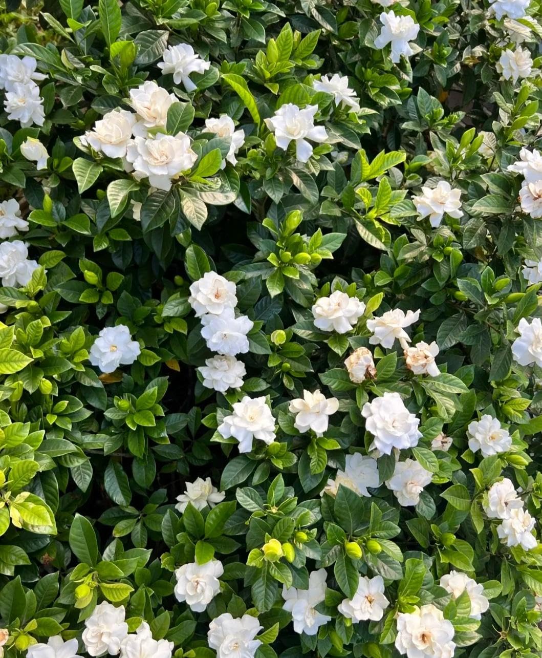 200 Gardenia Seeds Non-GMO Evergreen Fragrant White Blooms K19469